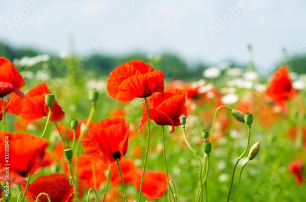 Fototapeta Beautiful poppy field