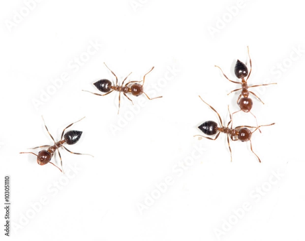 Fototapeta ants on a white wall. macro