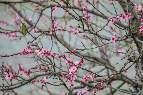 Fototapeta Flor da primavera