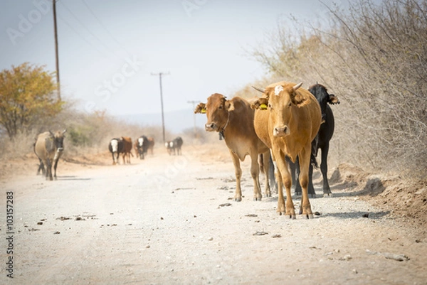 Fototapeta Herd of Cattle