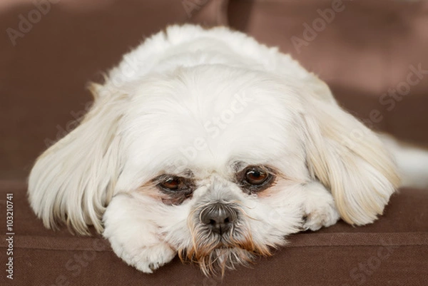 Fototapeta Pure white shih tzu dog canine companion animal on couch looking sad bored lonely sick depressed unwanted unloved ashamed alone