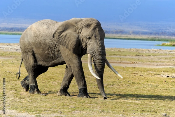 Fototapeta Elephant in National park of Kenya