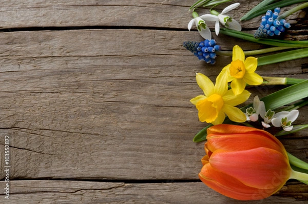 Fototapeta Spring flowers on weathered wood with copyspace