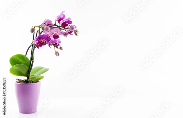 Fototapeta Lila Orchidee im Topf