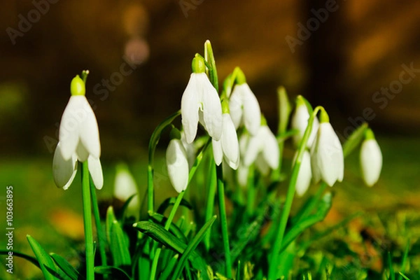 Fototapeta Snowdrops on a lawn in the sunshine. Background with spring flowers.