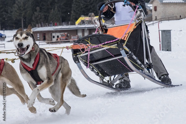 Fototapeta Sled dog