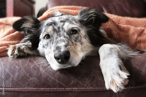 Fototapeta Border collie Australian shepherd dog on brown leather couch under blanket looking sad lonely bored hopeful sick curious relaxed comfortable