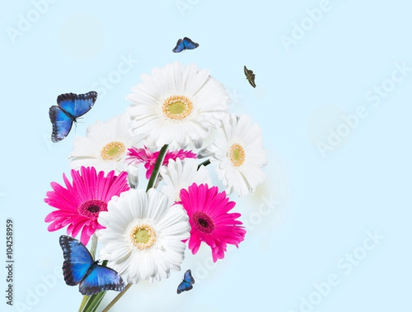 Fototapeta Gerber Daisy, isolated on blue background