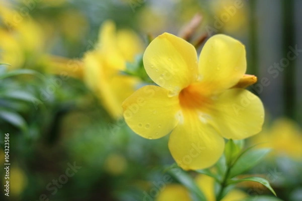 Fototapeta Allamanda cathartica