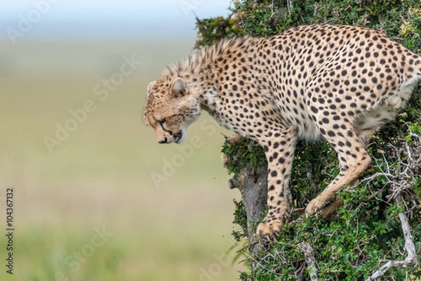 Fototapeta cheetah