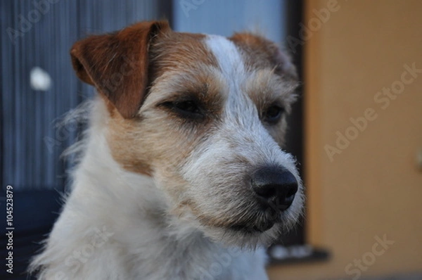 Fototapeta Jack Russell Terrier