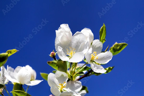 Fototapeta Flowers of apple against the blue sky, macro