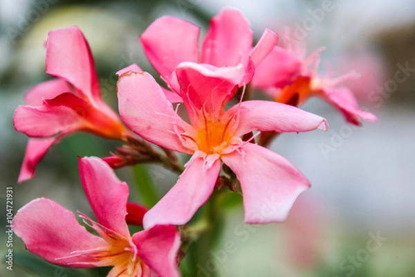 Fototapeta flowering oleander