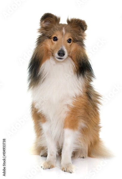 Fototapeta young shetland dog