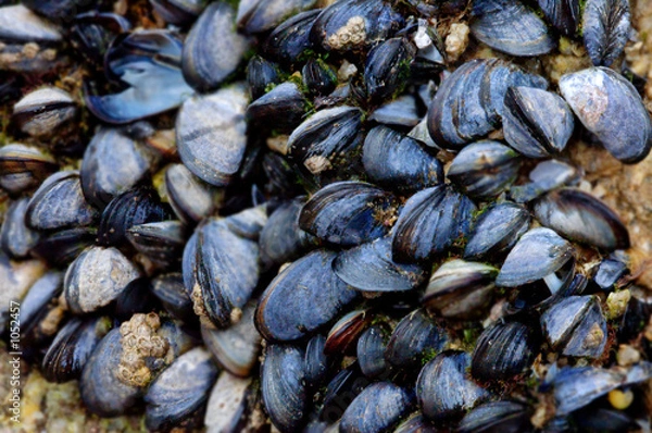 Obraz moules de roches bleues