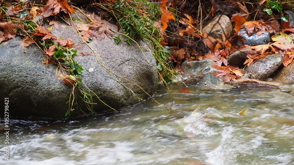 Fototapeta salmon return salmon migration salmon run