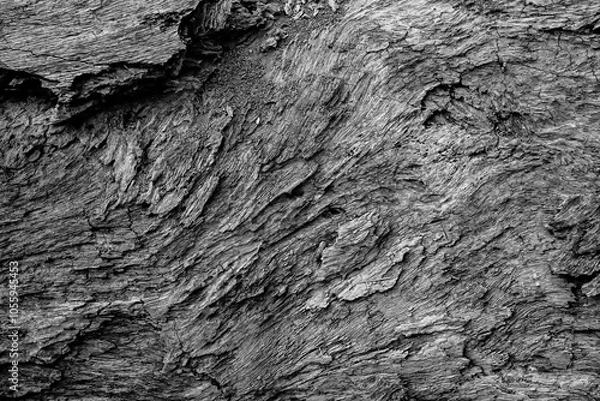 Fototapeta Abstract image of old tree trunk with rough texture on it. Nature in monochrome, black and white. Howrah, West Bengal, India.