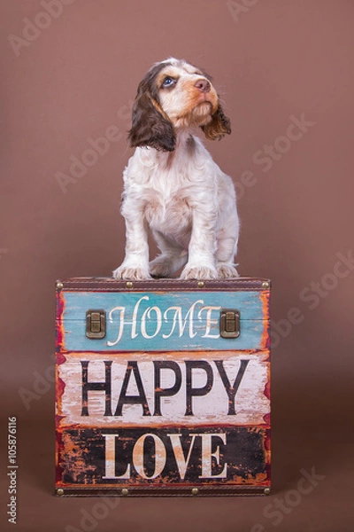 Fototapeta Cocker Spaniel Welpe