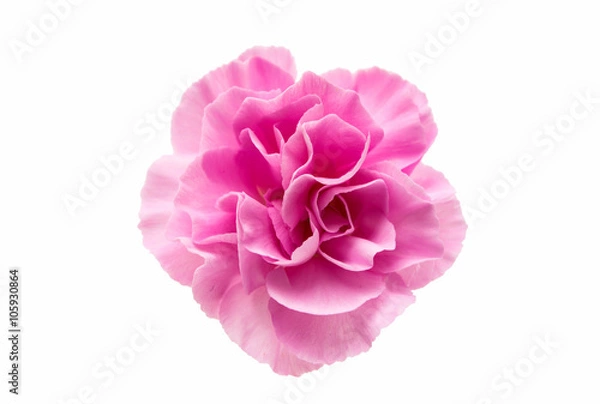 Fototapeta small pink carnation isolated