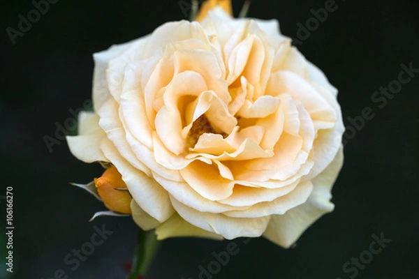 Fototapeta Yellow Rose on the Branch in the Garden