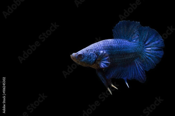 Fototapeta Betta fish are swimming gracefully on isolate