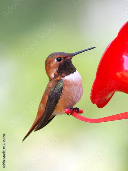 Fototapeta Male Rufous Hummingbird Perched on a Feeder