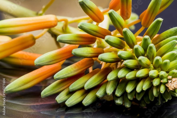 Fototapeta Aloe vera flower with details and dark background