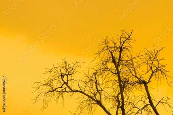 Fototapeta Tree with orange sun light background