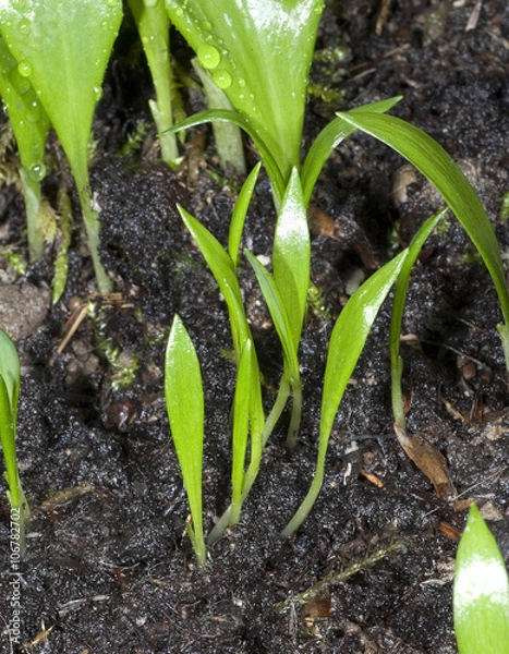 Fototapeta Baerlauch; Allium; ursinum