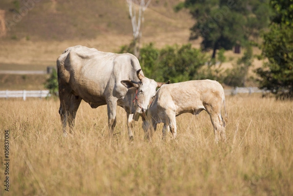 Fototapeta cows at bald mountain or grass mountain in Ranong province