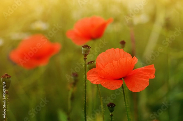 Obraz wild poppy flower on field