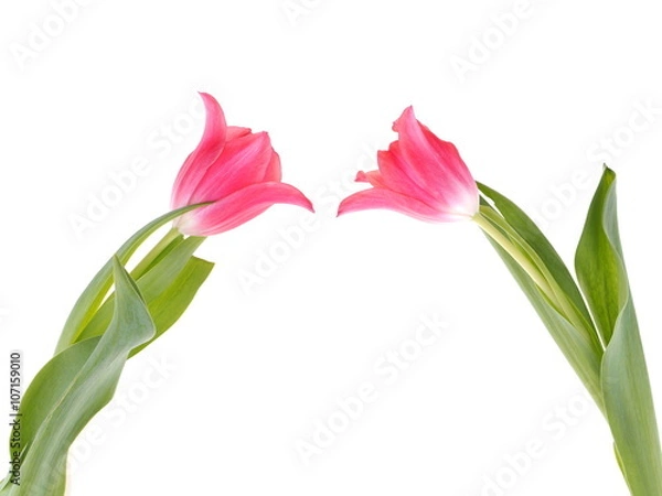 Fototapeta pink tulips on a white background