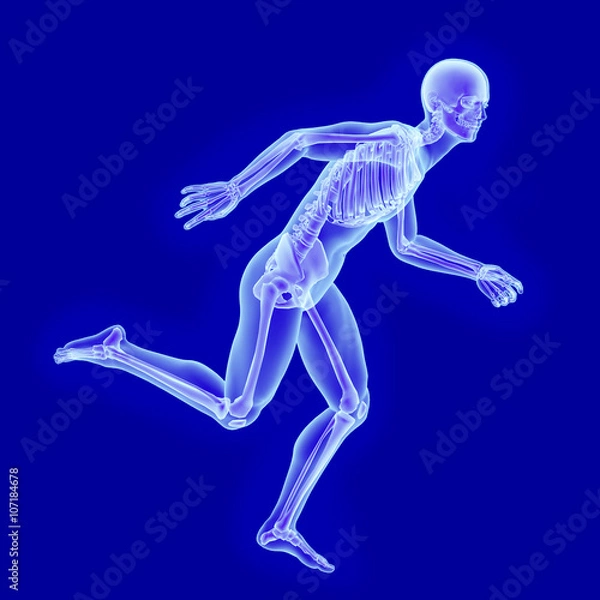 Fototapeta X-ray anatomy of running man