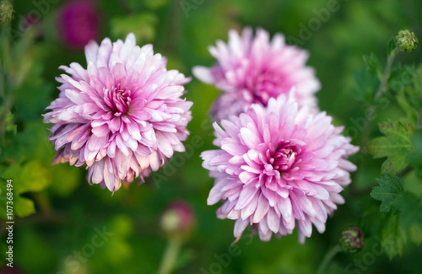 Fototapeta pink chrysanthemum flowers