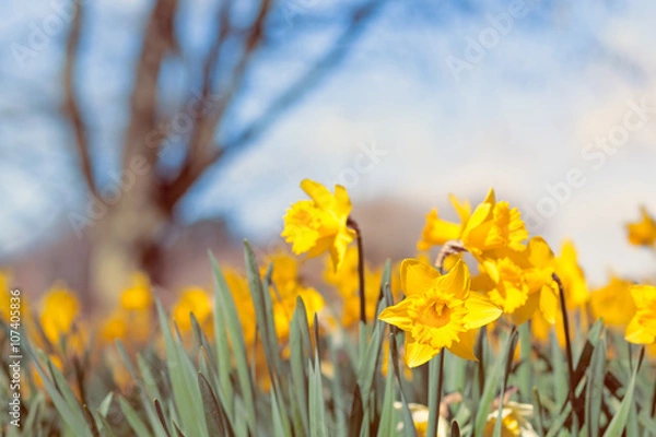 Fototapeta Wild Spring Meadow Full of Yellow Daffodil Flowers and Blurred Tree in Background