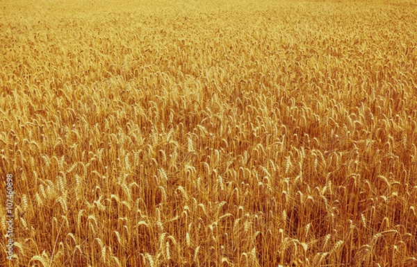 Fototapeta Ripe Cereal field