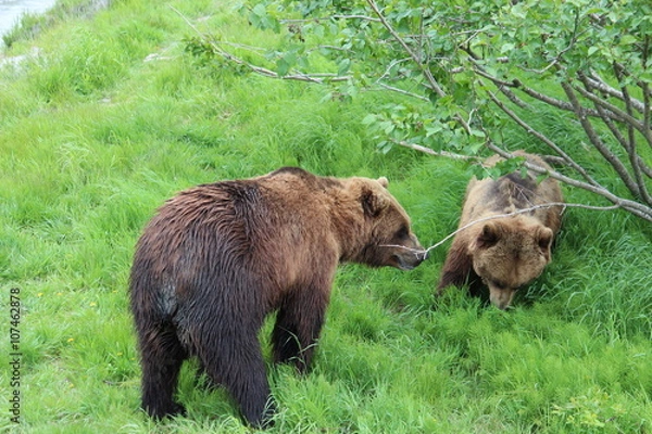 Fototapeta Brown Bears