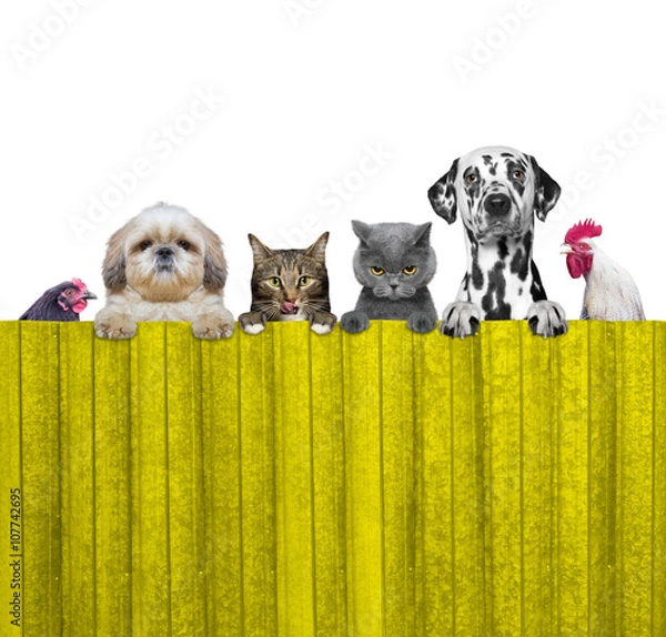 Fototapeta dogs, cats, chicken and cock look through a fence