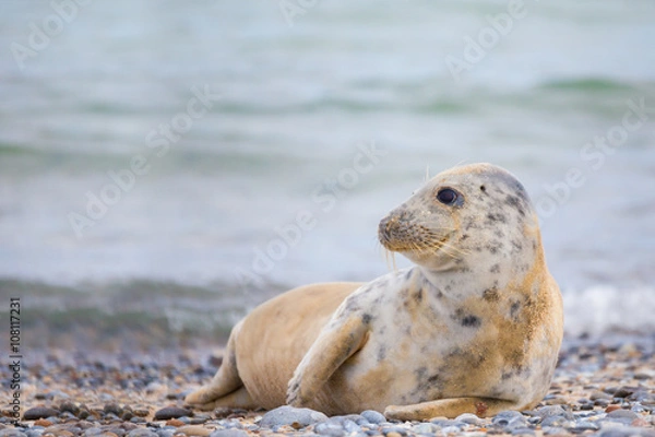 Fototapeta Young baby atlantic Grey Seal