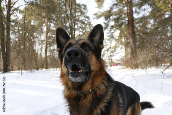 Fototapeta German shepherd dog on snow in spring day