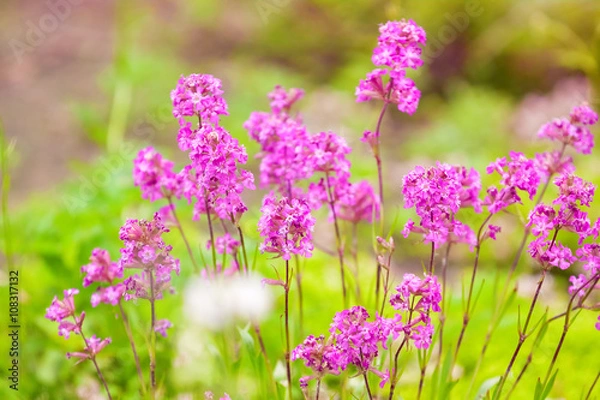 Fototapeta delicate pink flowers