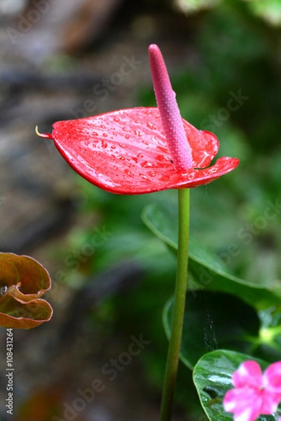 Fototapeta Red beautiful anthurium in rainforest. Sri Lanka. Asia.