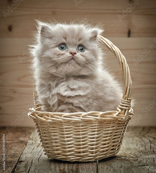 Fototapeta beautiful british long hair kitten in a basket