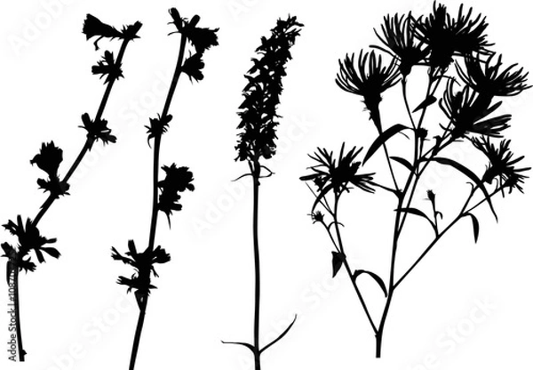 Fototapeta four black wildflowers silhouettes on white