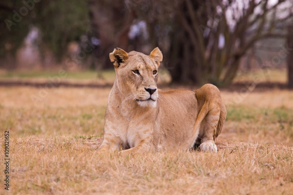 Fototapeta lioness, South, Africa
