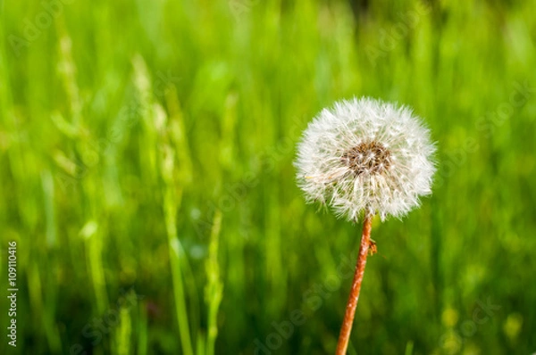 Fototapeta Dandelion with blurred green natural background. Space on left side