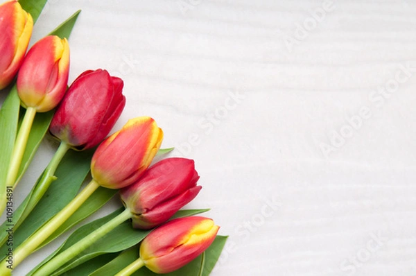 Fototapeta Tulips on a white background