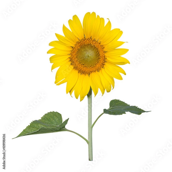 Obraz Sunflower isolated on white background