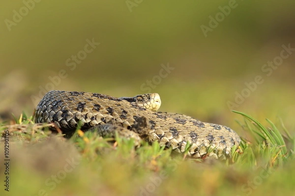 Fototapeta female hungarian meadow adder basking in the grass