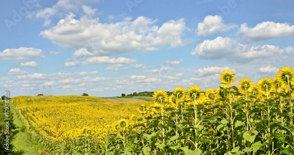 Fototapeta Sunflower field